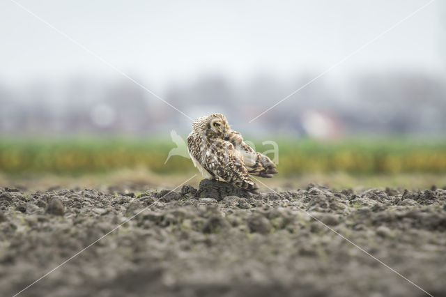 Short-eared Owl (Asio flammeus)