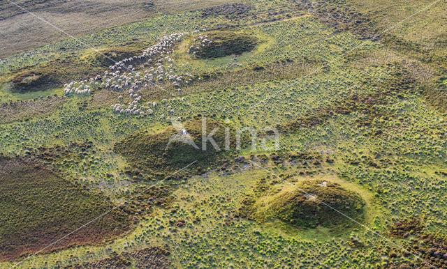 sheep (Ovis domesticus)