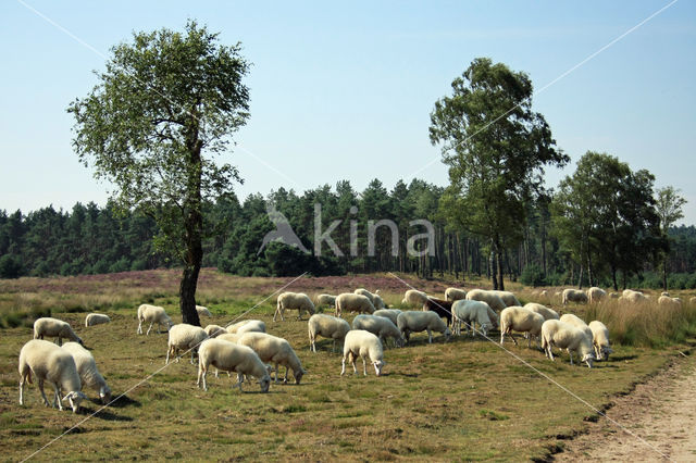 Veluws heideschaap (Ovis domesticus)