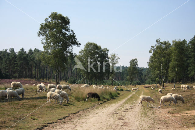 Veluws heideschaap (Ovis domesticus)