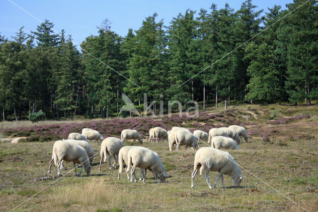 Veluws heideschaap (Ovis domesticus)