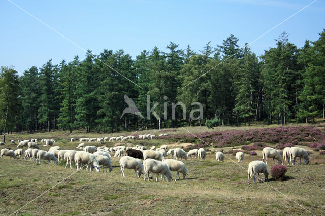 Veluws heideschaap (Ovis domesticus)