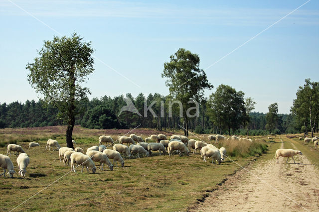 Veluws heideschaap (Ovis domesticus)