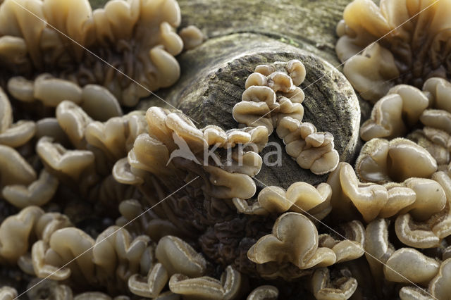 Viltig judasoor (Auricularia mesenterica)