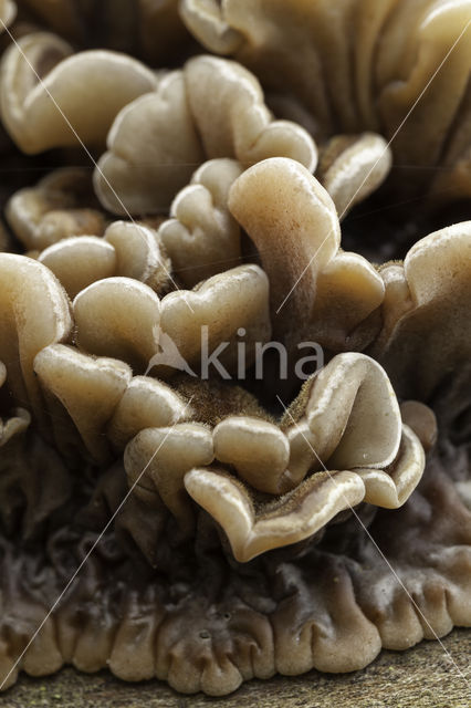 Viltig judasoor (Auricularia mesenterica)