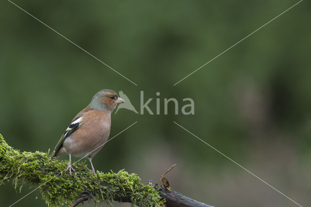 Chaffinch (Fringilla coelebs)