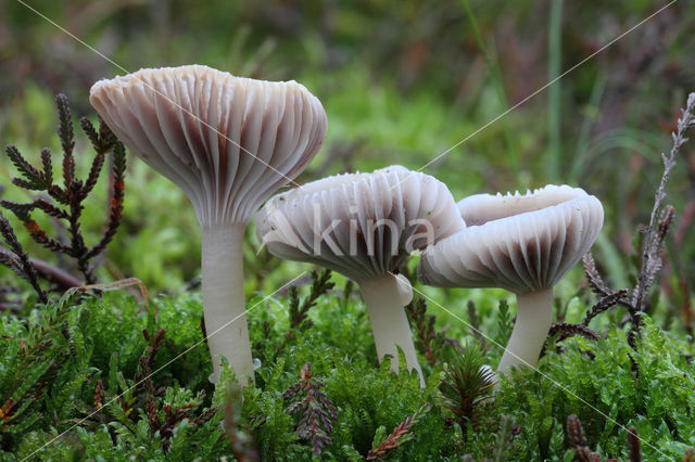 Violetgrijze wasplaat (Hygrocybe lacmus)