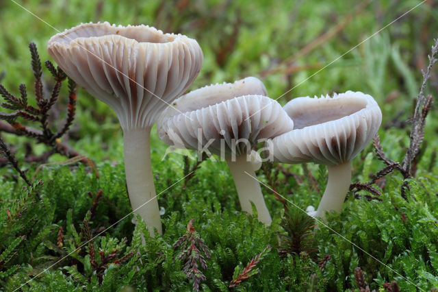 Violetgrijze wasplaat (Hygrocybe lacmus)