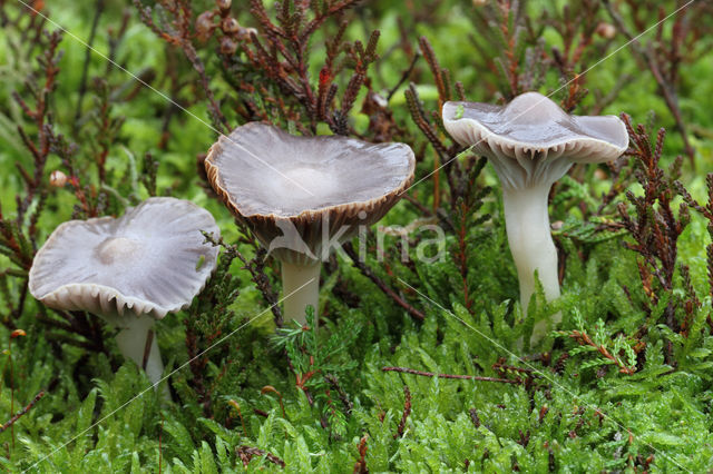 Violetgrijze wasplaat (Hygrocybe lacmus)