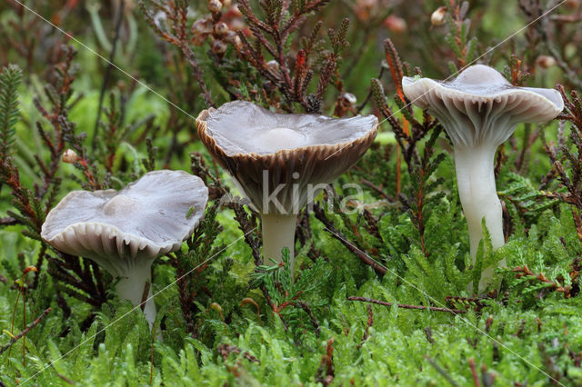 Violetgrijze wasplaat (Hygrocybe lacmus)