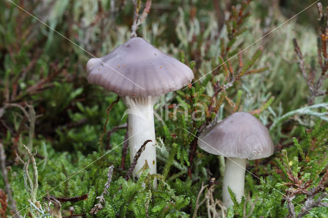 Violetgrijze wasplaat (Hygrocybe lacmus)