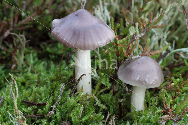 Violetgrijze wasplaat (Hygrocybe lacmus)