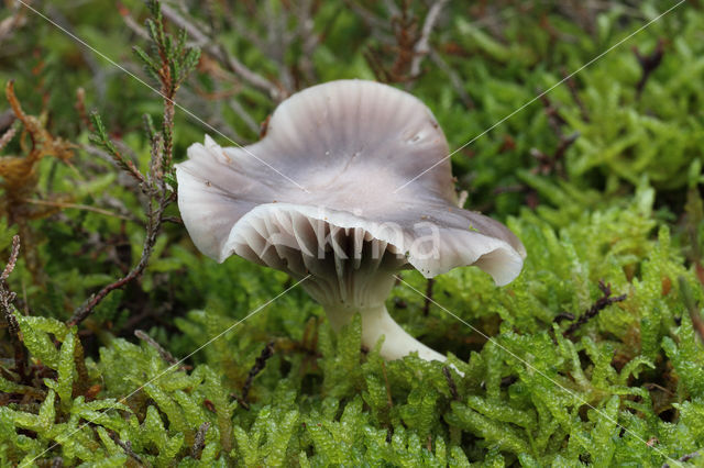 Hygrocybe lacmus