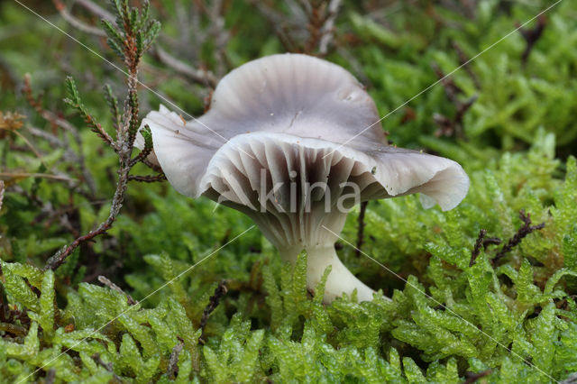 Hygrocybe lacmus