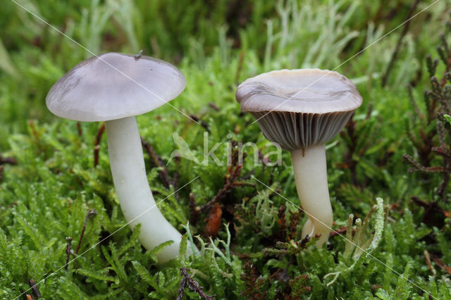 Violetgrijze wasplaat (Hygrocybe lacmus)