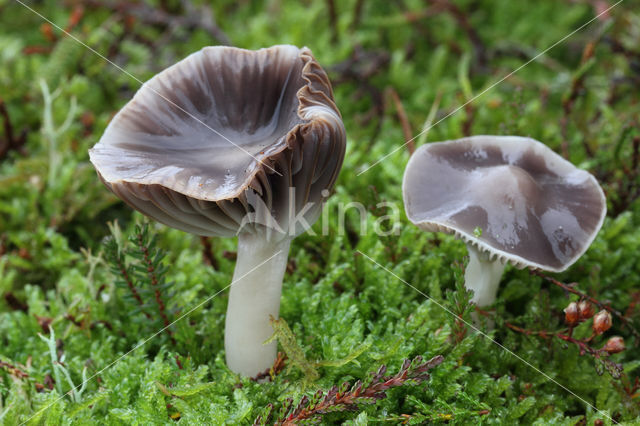 Violetgrijze wasplaat (Hygrocybe lacmus)