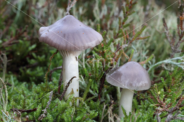 Violetgrijze wasplaat (Hygrocybe lacmus)