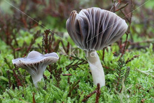 Violetgrijze wasplaat (Hygrocybe lacmus)