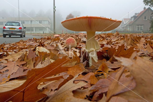 Vliegenzwam (Amanita muscaria)