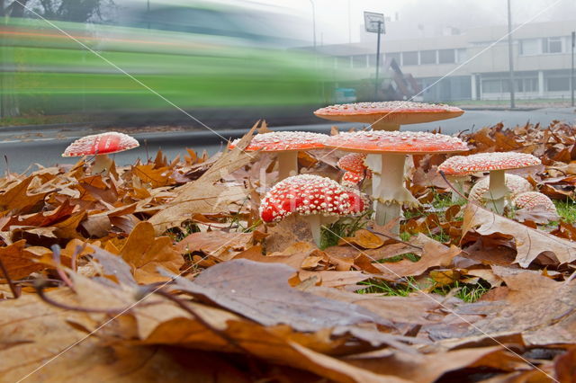 Vliegenzwam (Amanita muscaria)