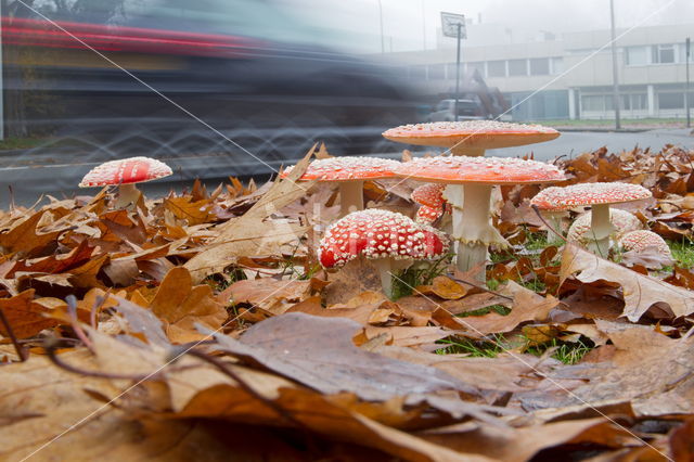 Vliegenzwam (Amanita muscaria)