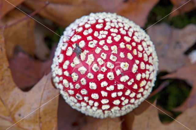 Vliegenzwam (Amanita muscaria)