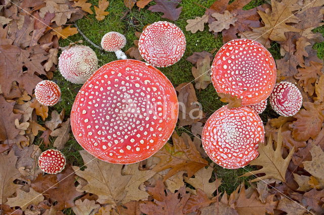 Vliegenzwam (Amanita muscaria)