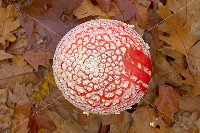 Vliegenzwam (Amanita muscaria)