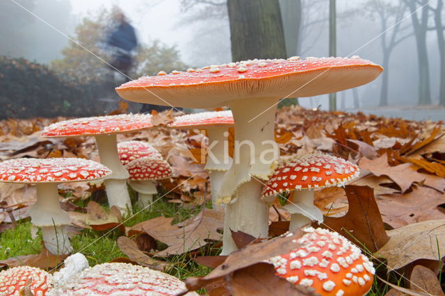 Vliegenzwam (Amanita muscaria)