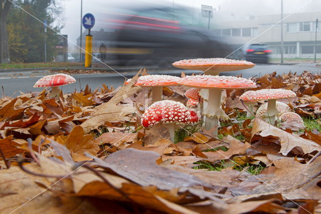 Vliegenzwam (Amanita muscaria)