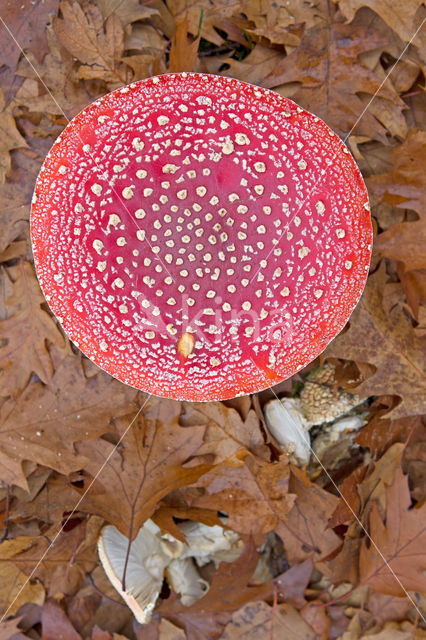 Vliegenzwam (Amanita muscaria)