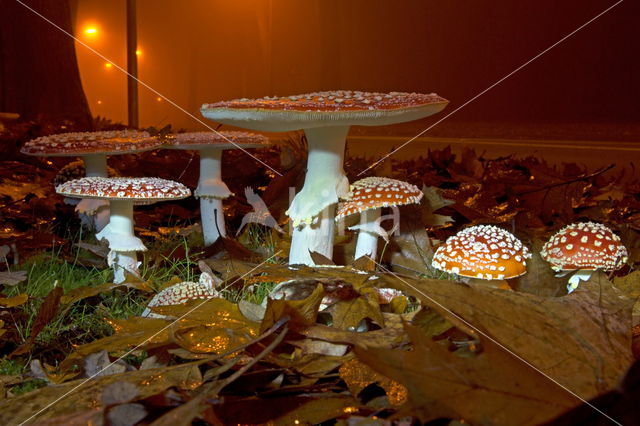 Vliegenzwam (Amanita muscaria)