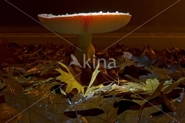 Vliegenzwam (Amanita muscaria)