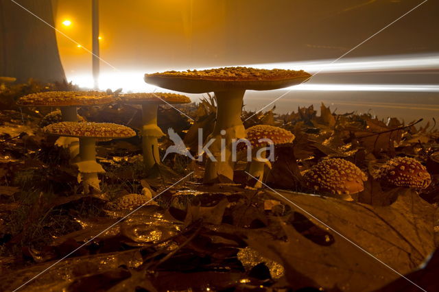 Vliegenzwam (Amanita muscaria)