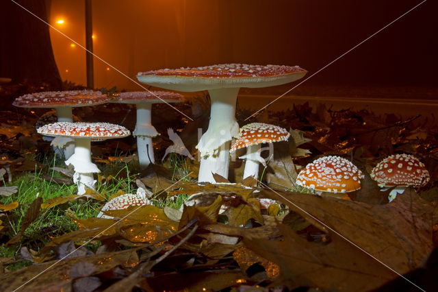 Vliegenzwam (Amanita muscaria)