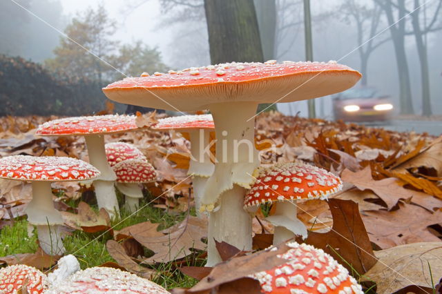 Vliegenzwam (Amanita muscaria)