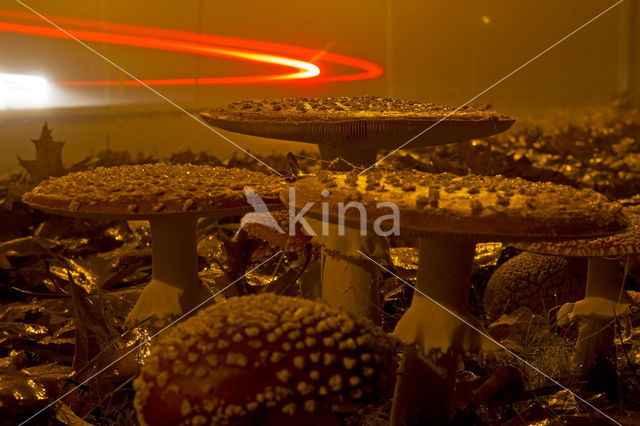 Fly agaric (Amanita muscaria)