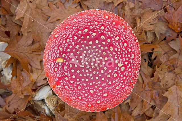 Vliegenzwam (Amanita muscaria)