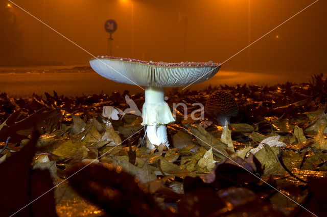 Vliegenzwam (Amanita muscaria)