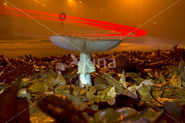 Vliegenzwam (Amanita muscaria)