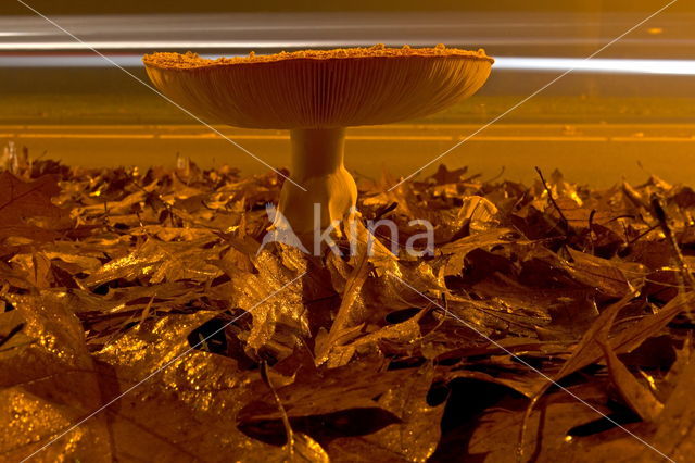 Fly agaric (Amanita muscaria)