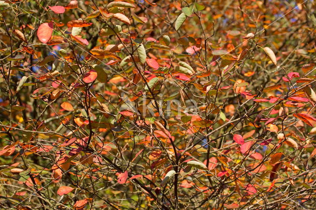 Vogelkers (Prunus virginiana)