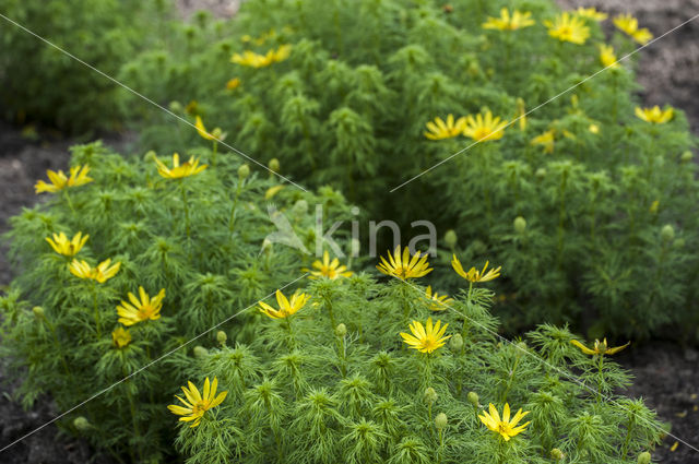 Yellow Pheasant's-eye (Adonis vernalis)