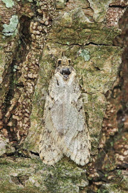 Voorjaarskortvleugelmot (Diurnea fagella)