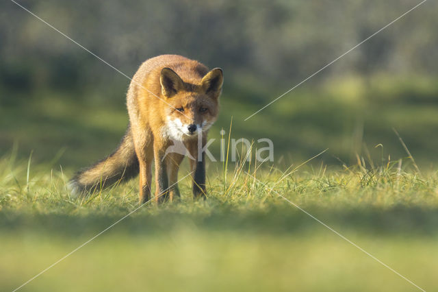 Vos (Vulpes vulpes)