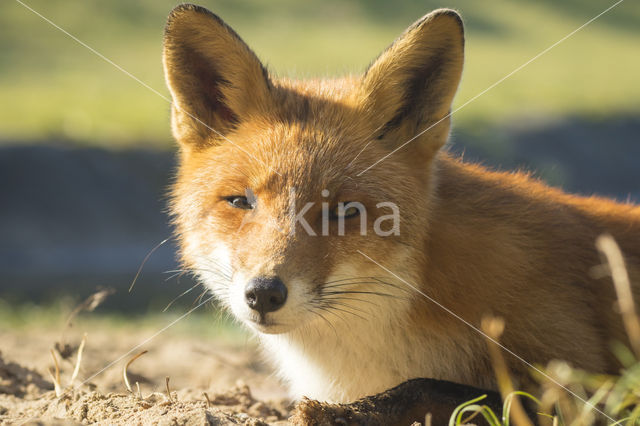 Fox (Vulpes vulpes)