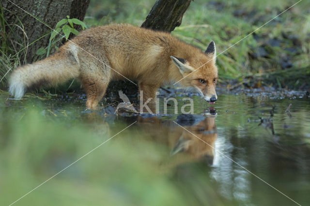 Fox (Vulpes vulpes)