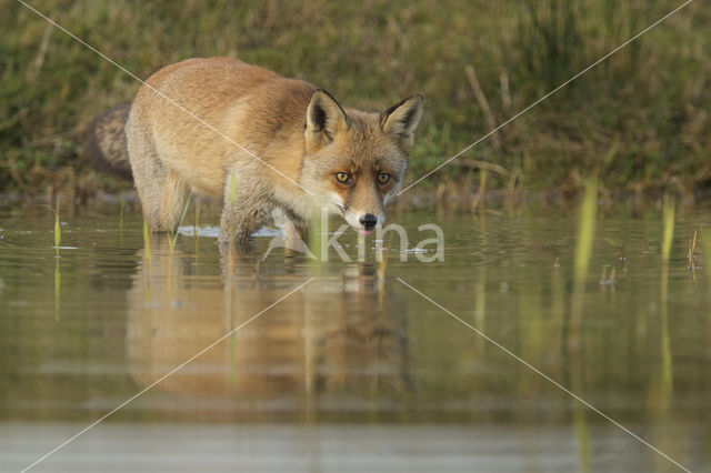 Vos (Vulpes vulpes)