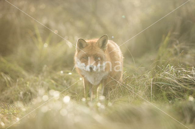 Fox (Vulpes vulpes)