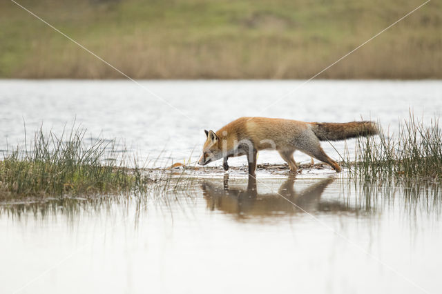 Vos (Vulpes vulpes)